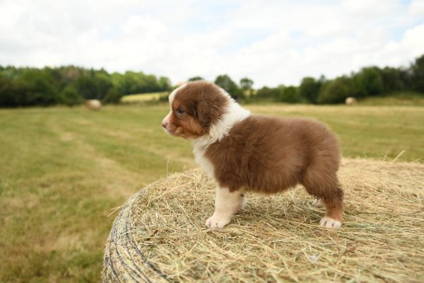 Red Australian Shepherd puppy in nature