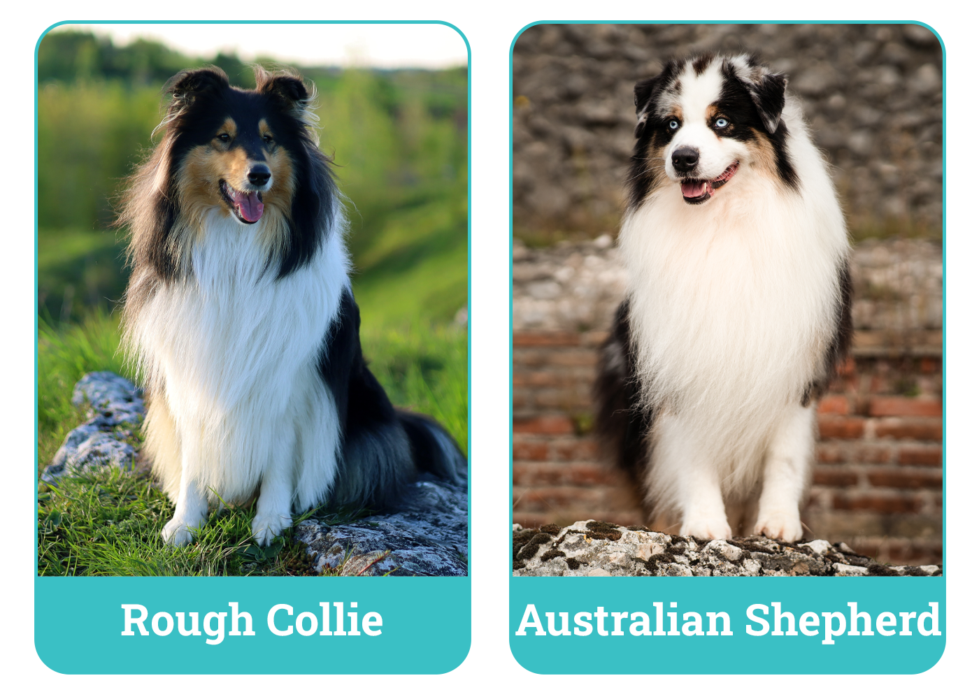 Rough Collie vs Australian Shepherd