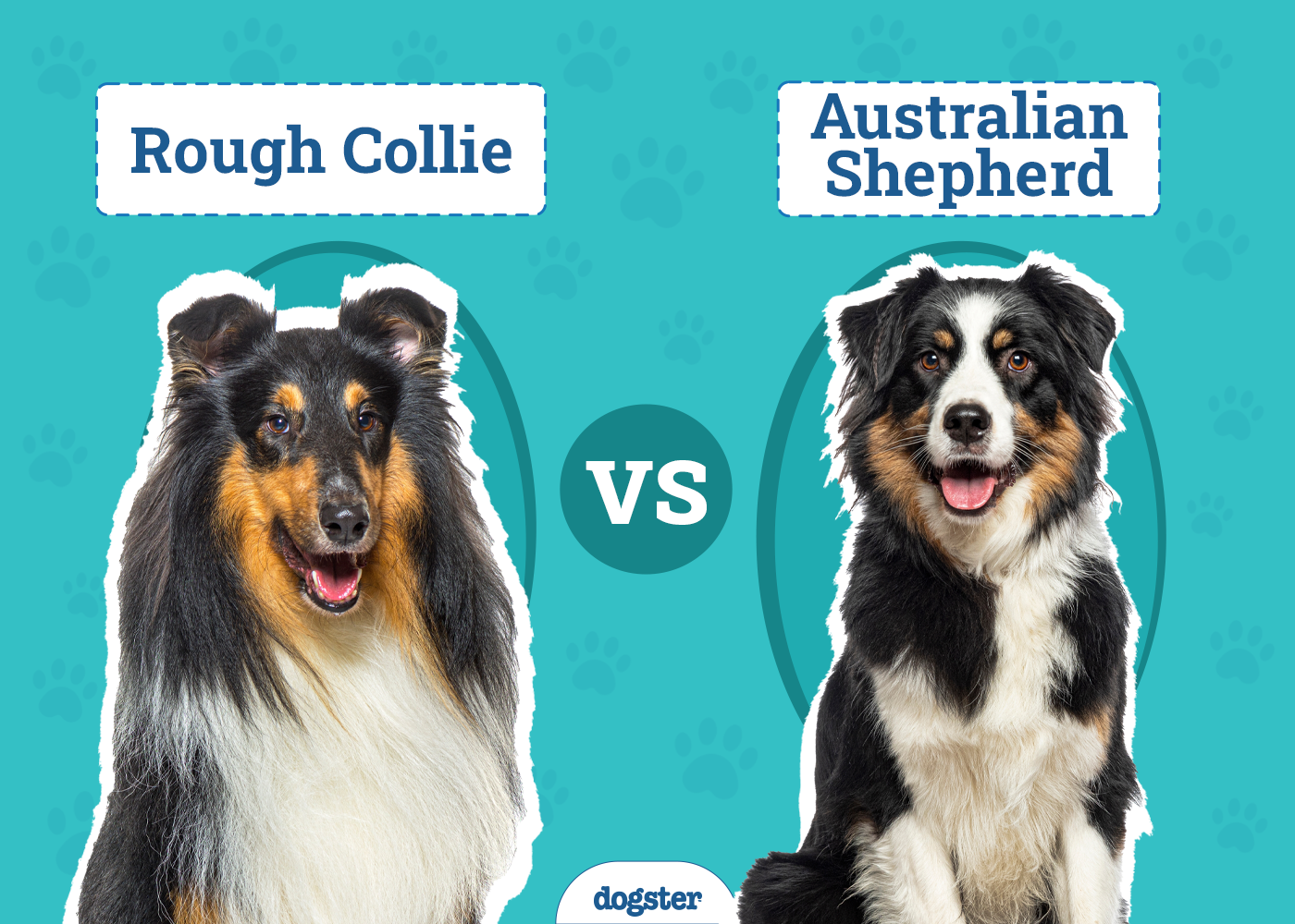 Rough Collie vs Australian Shepherd