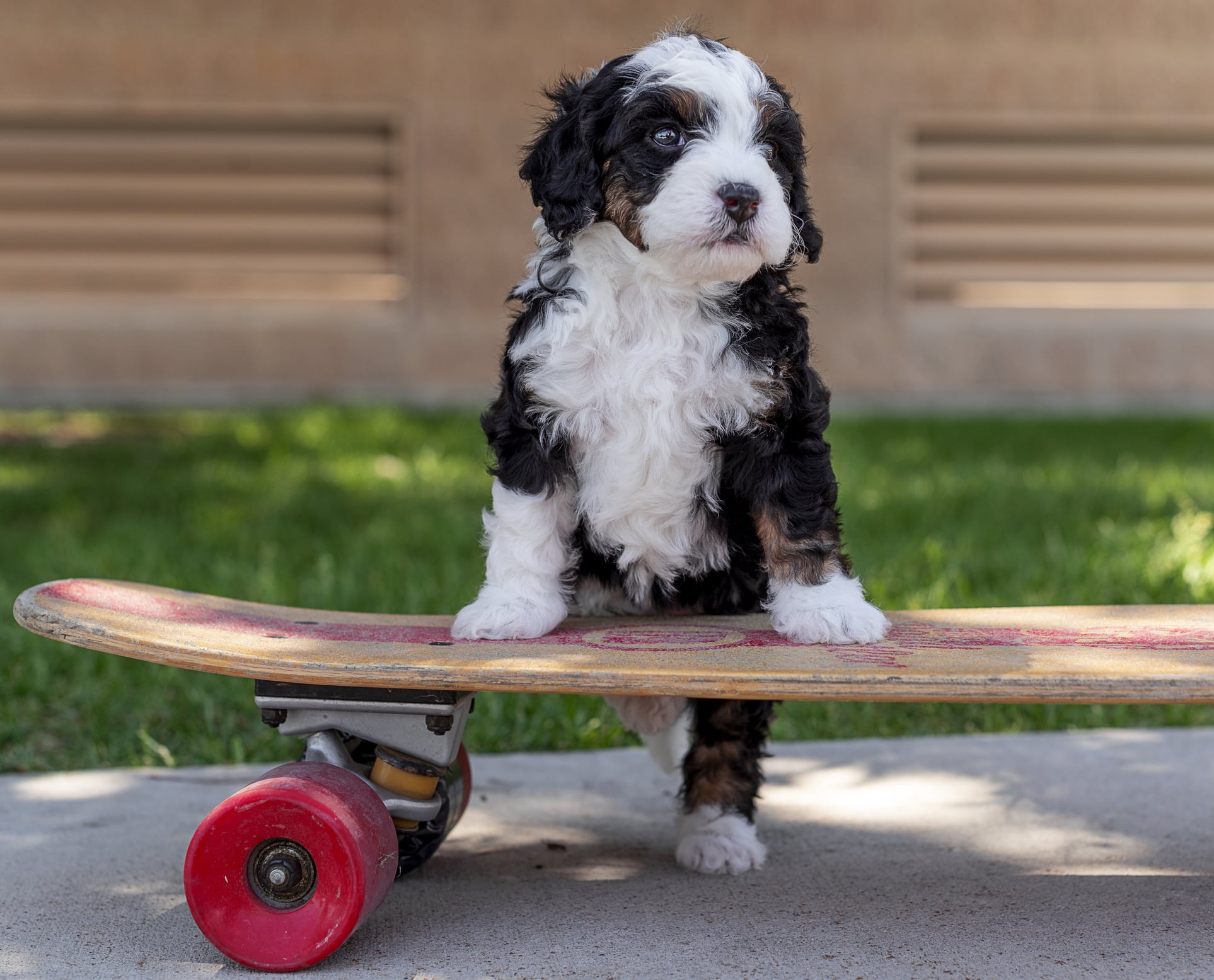 Bernedoodle Puppy Climbs on a Skate Board