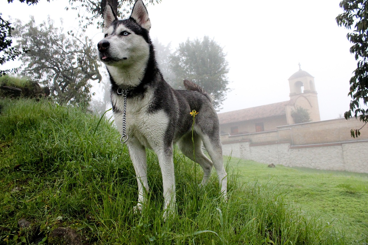 alaskan husky