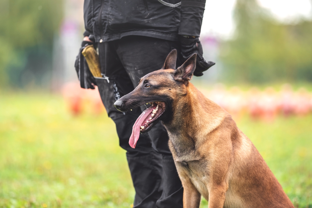 belgian shepherd malinois mondioring dog training
