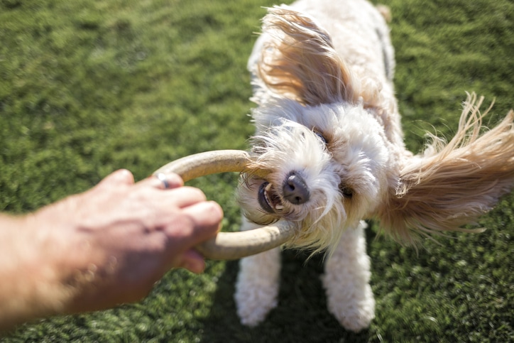 Buy iFetch iDig Digging Toy for Dogs online Worldwide 