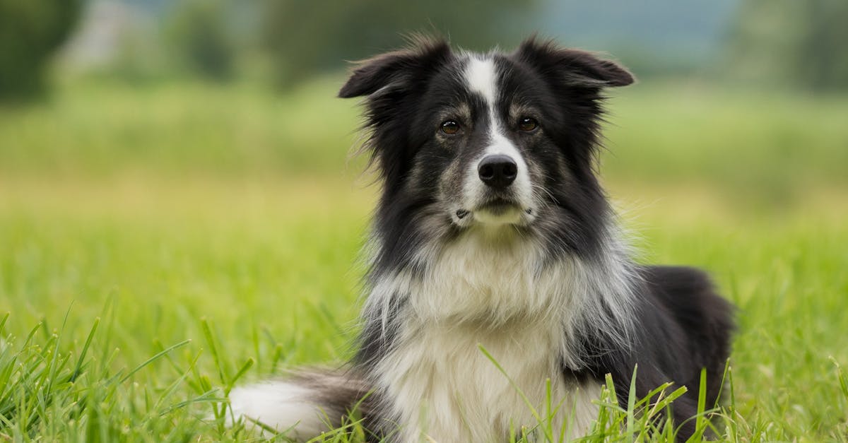 black-and-white-australian-shepherd