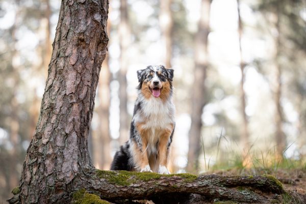 blue-merle-australian-shepherd-in-the-forest