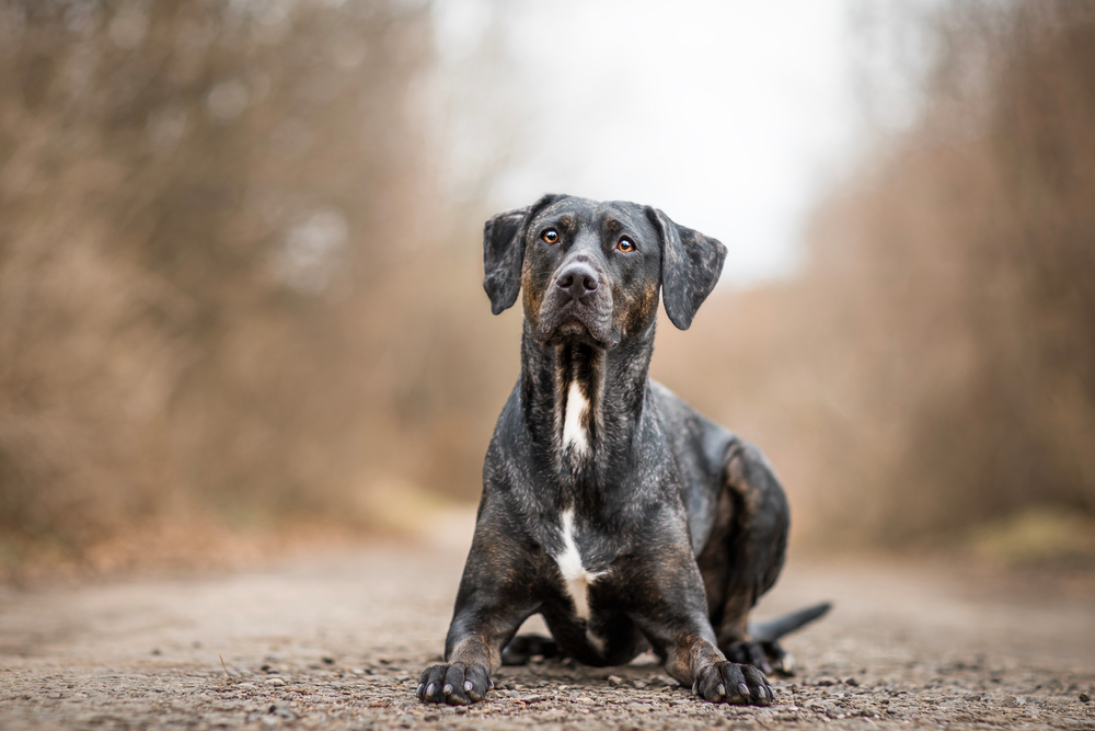 brindle Catahoula lying down on a trail outdoors