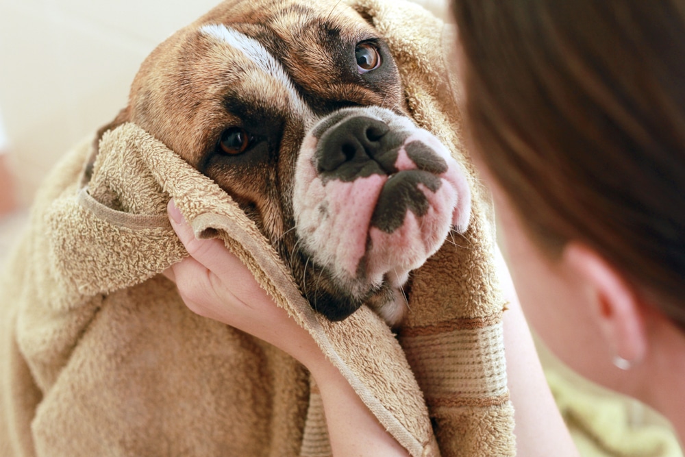 bulldog in towel comforted by owner embrace