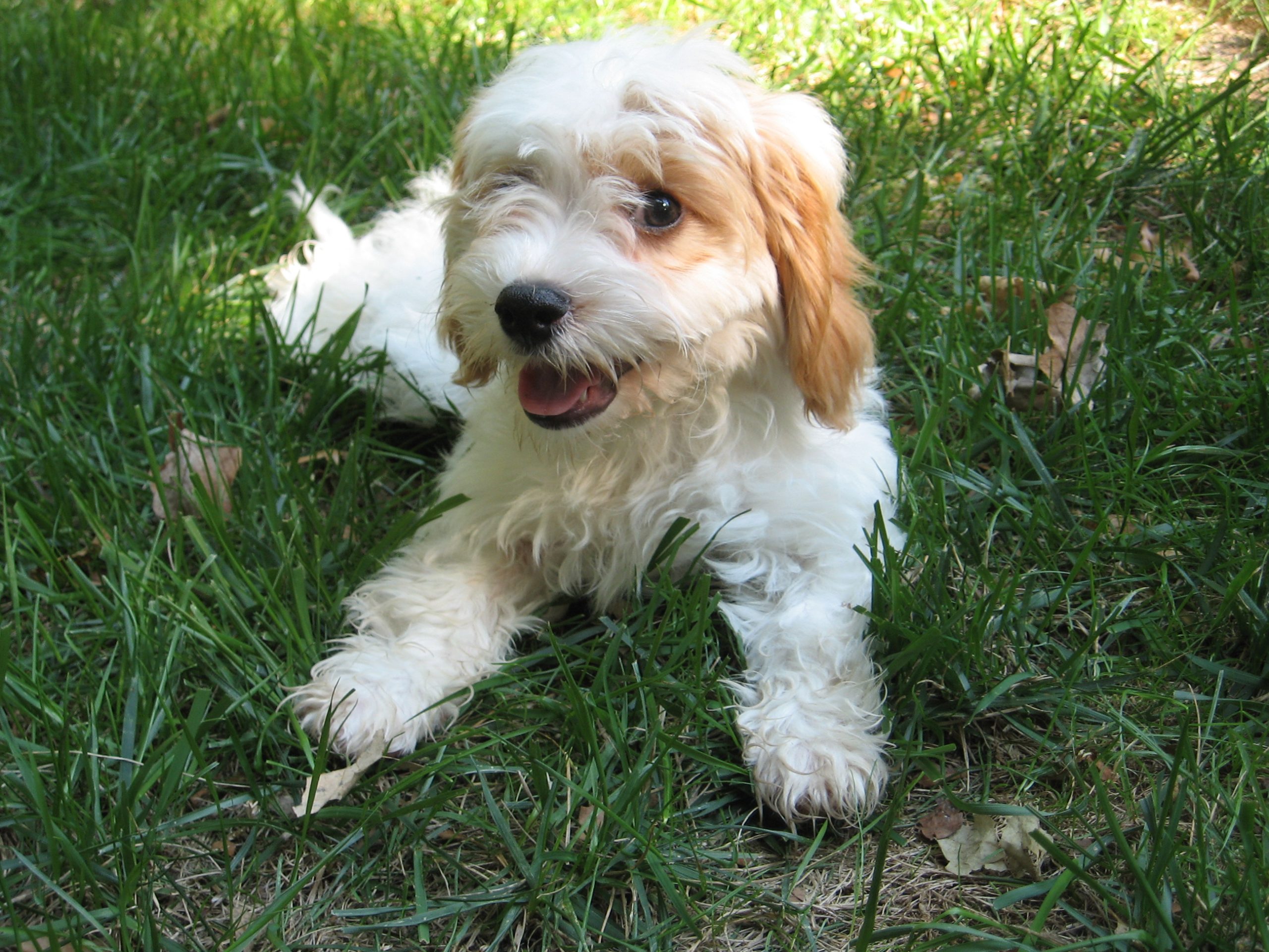 cavapoo on the grass