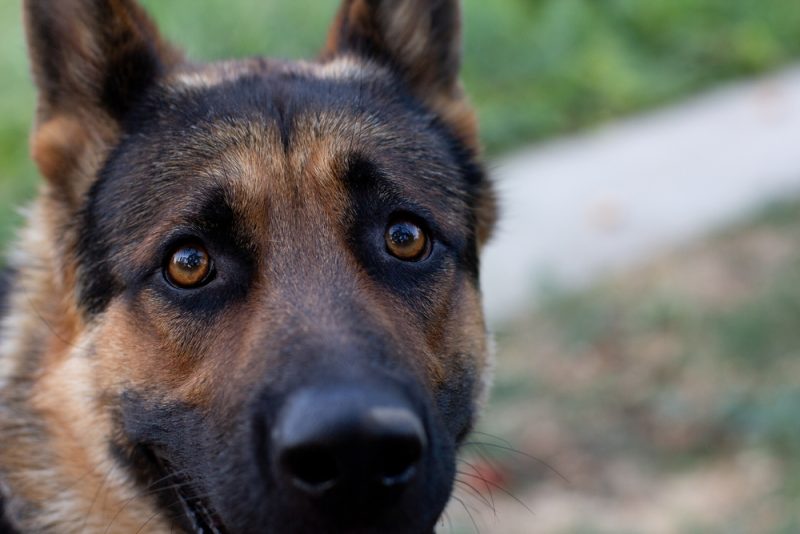 close up of a german shepherd's face and eyes