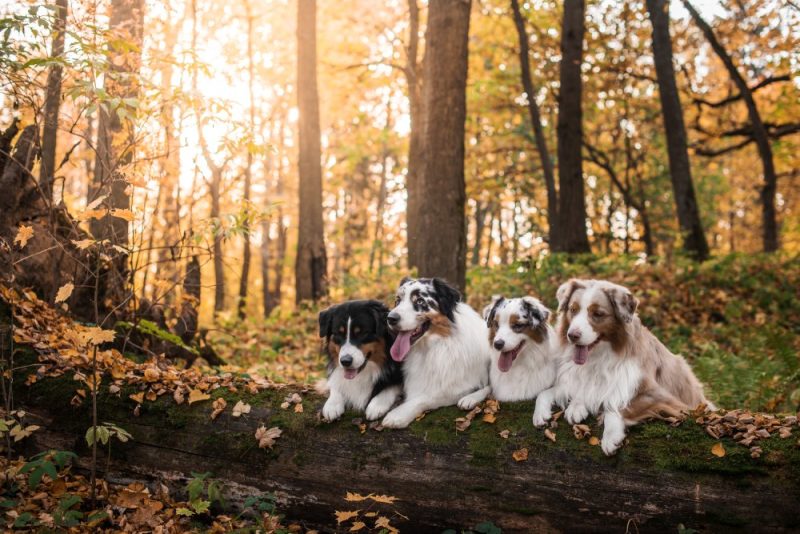 different colors of australian shepherd dog hanging out in the forest