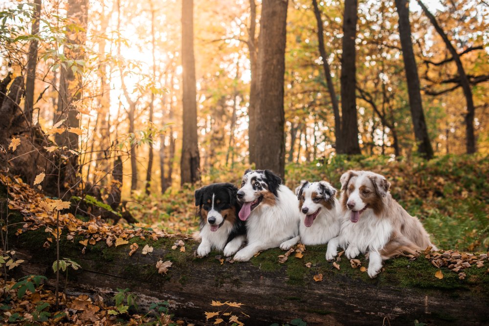 different colors of australian shepherd dog hanging out in the forest