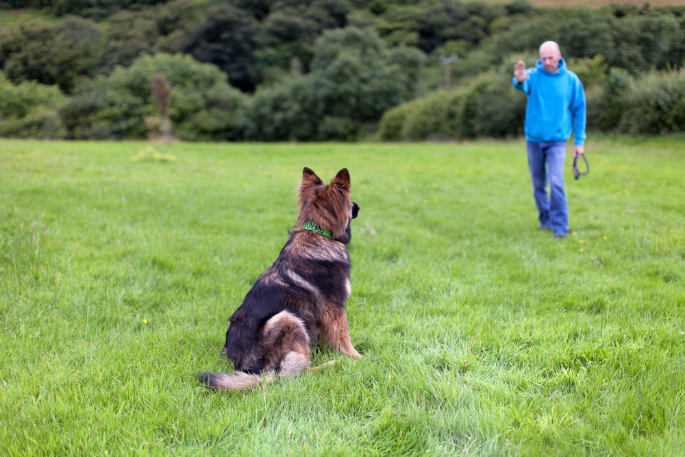 dog and trainer