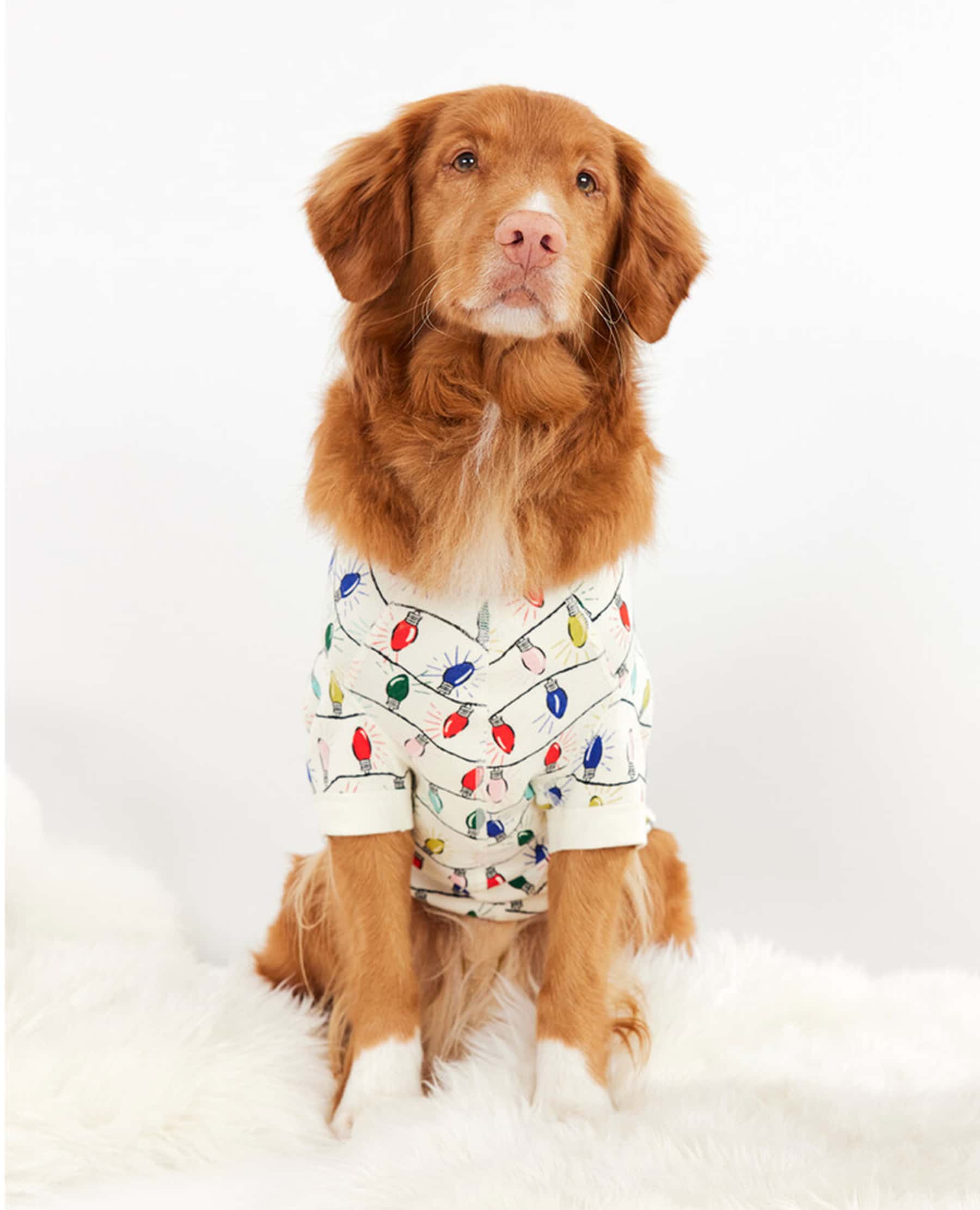 The 12 Best Christmas Sweaters for Dogs and Humans Dogster