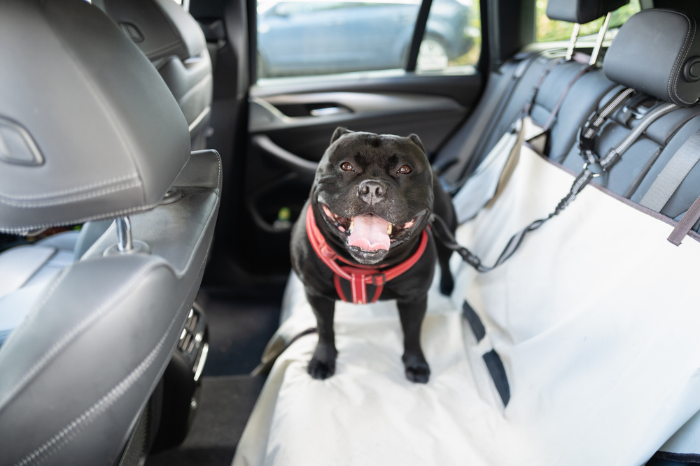 dog on a seat cover in the car