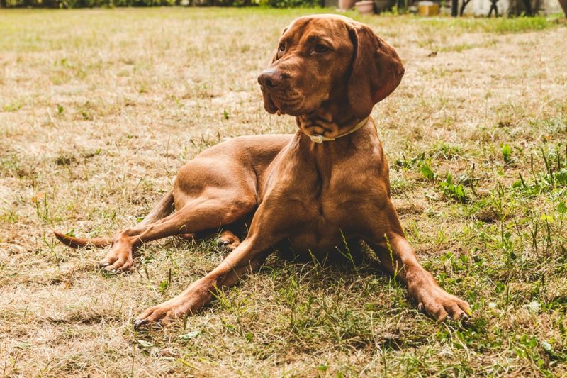 dog-wearing-calming-collar-lying-on-a-grass