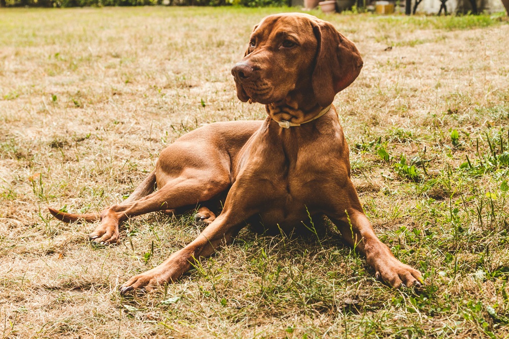 dog-wearing-calming-collar-lying-on-a-grass