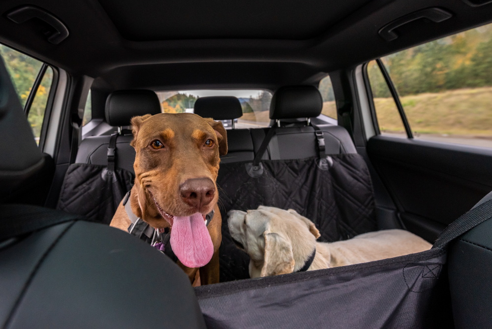 dogs on a seat cover at the back of the car