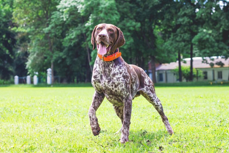 german-shorthaired-pointer-in-the-park-with-collar