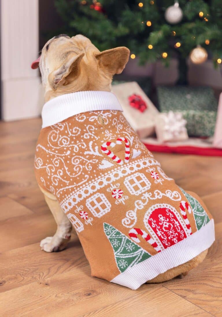 The 12 Best Christmas Sweaters for Dogs and Humans Dogster