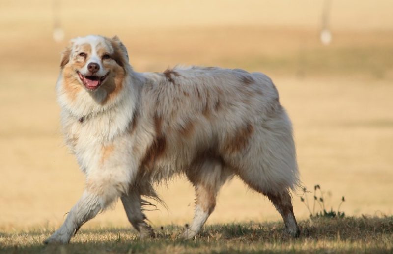happy cream merle australian shepherd