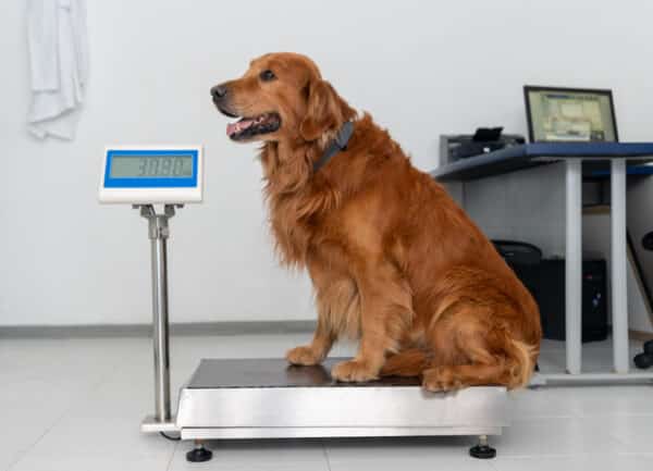 Beautiful dog standing on a weight scale at the vet