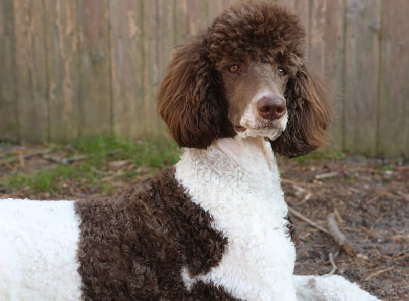 parti-poodle
