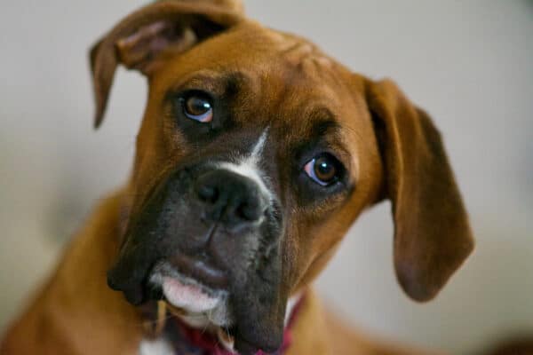 Close-Up Portrait Of Boxer Dog At Home