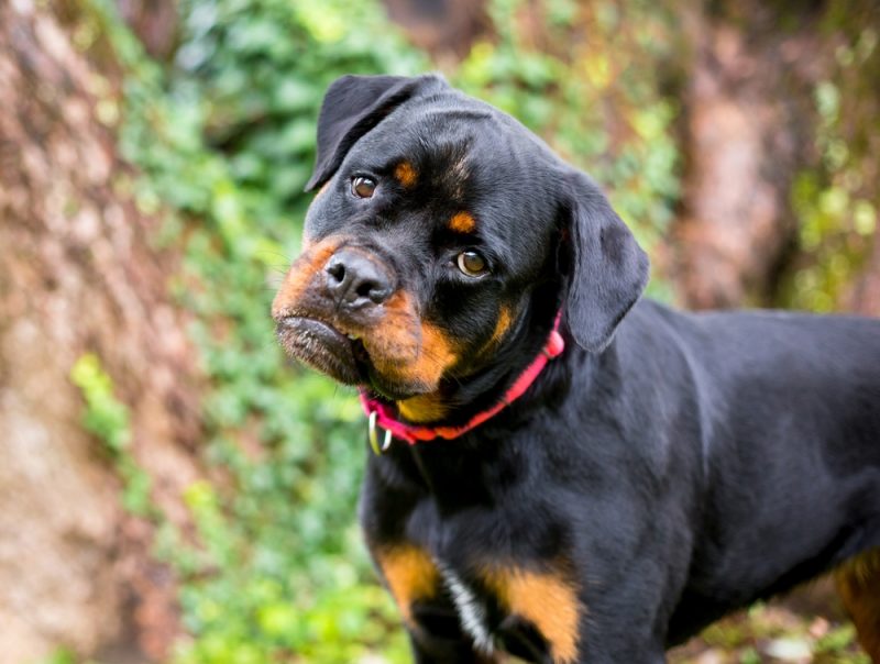 Picture of What Happens to Dogs After Eating Chocolate? Long-Term Health Risks ...