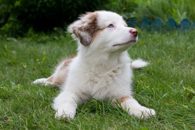 white-australian-shepherd-puppy-lying-in-the-grass