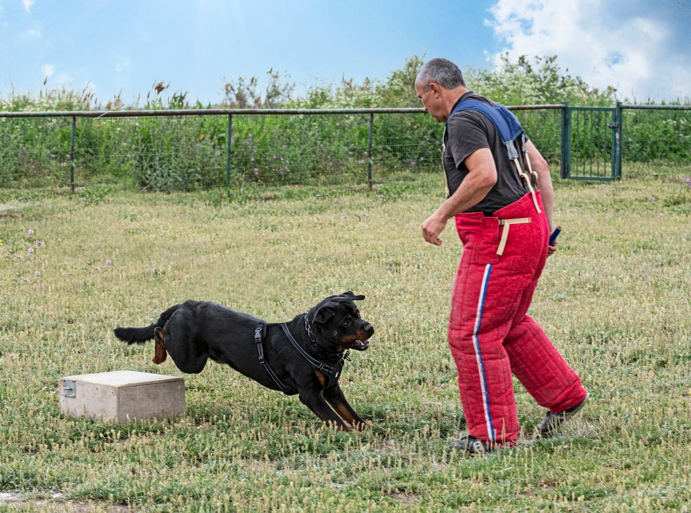 young rottweiler training for protection sport and police