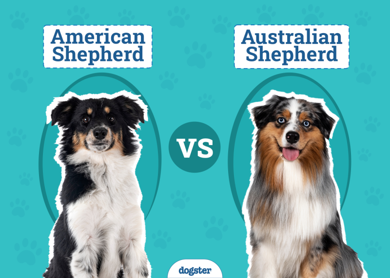 American Shepherd vs Australian Shepherd
