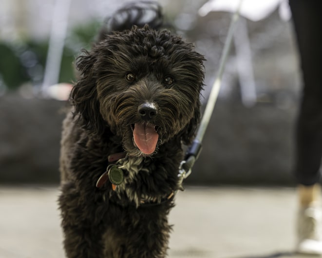 Black Young Aussiedoodle Looks at Camera Tongue Out Close Up