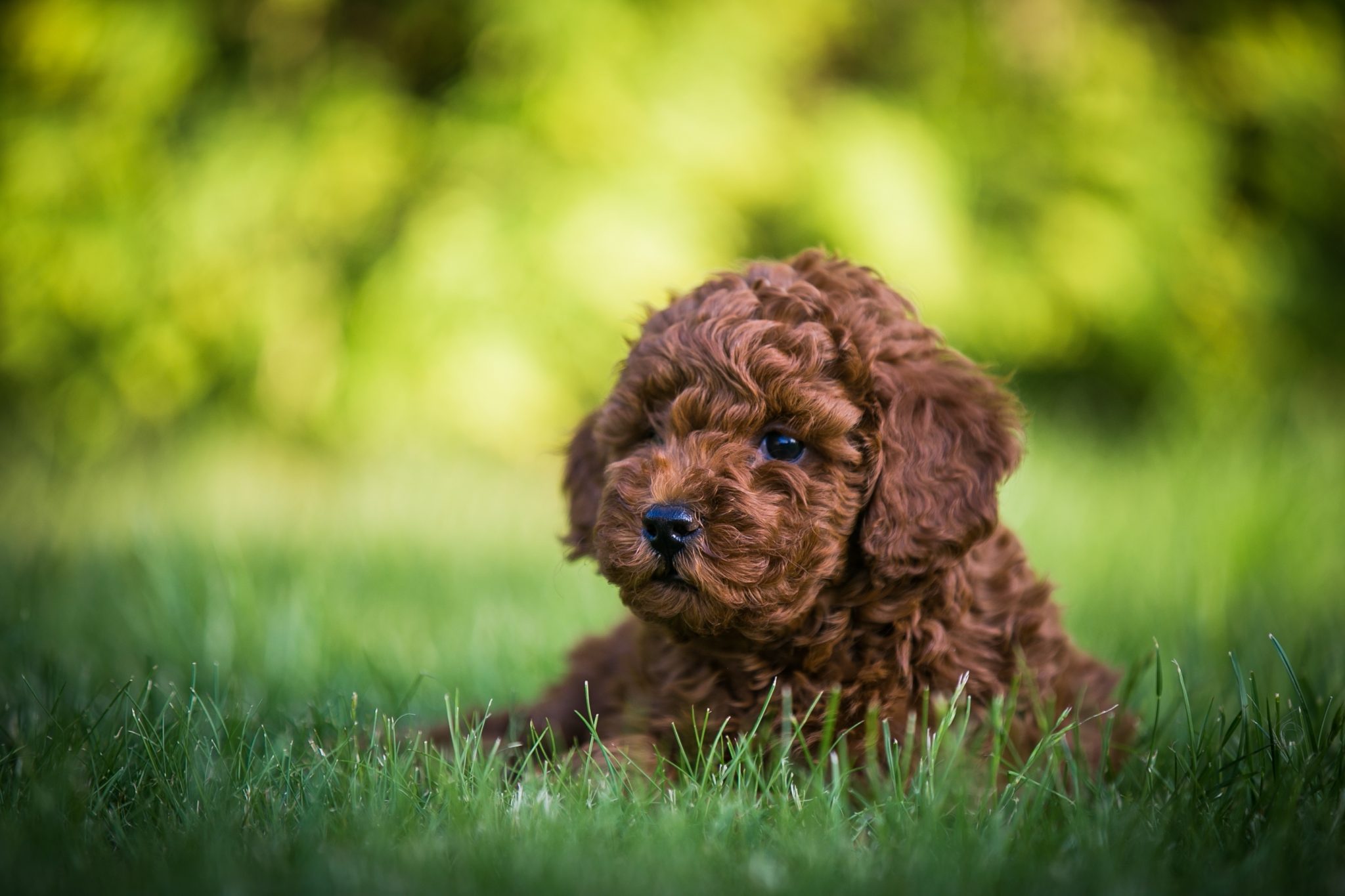 How Long Do Poodles Live? Average Lifespan, Data & Care (Vet Reviewed ...
