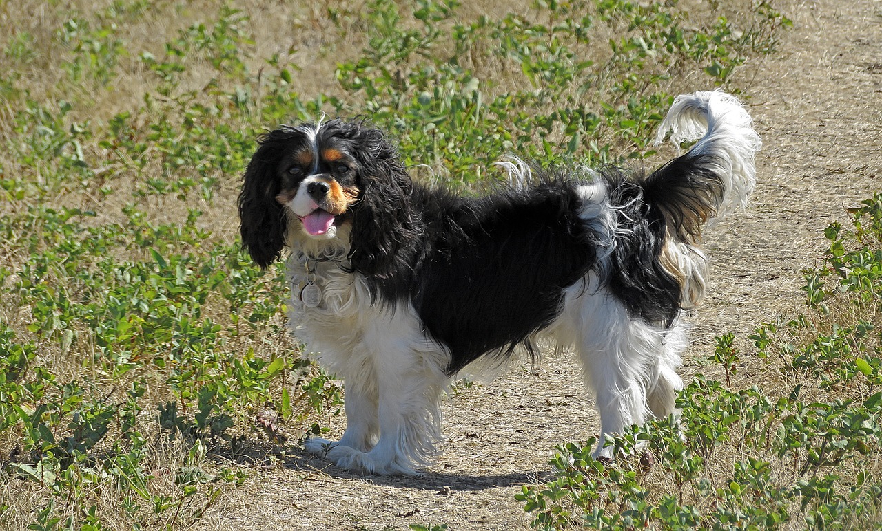 Cavalier King Charles’ Spaniel