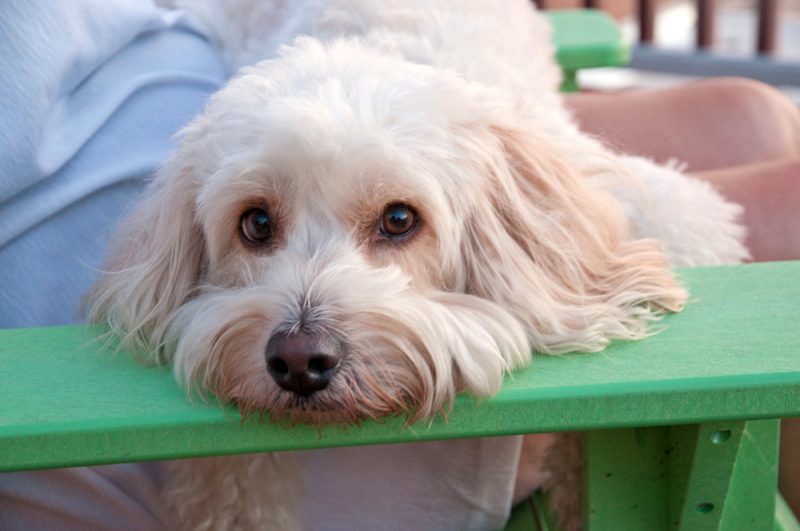 Cockapoo dog close up