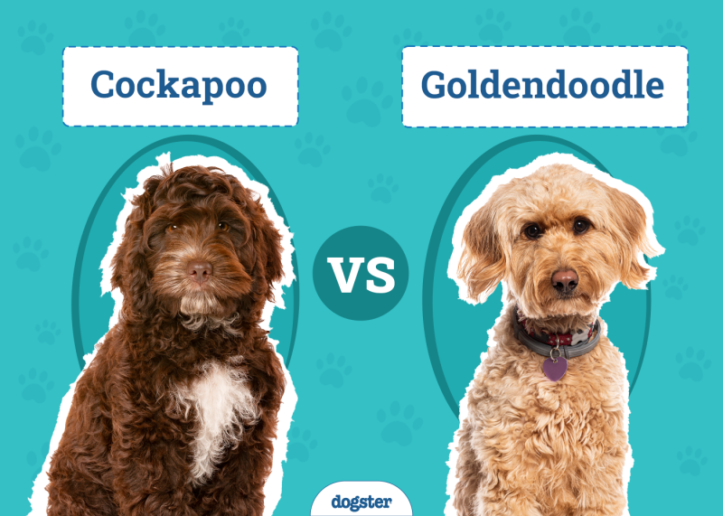 Cockapoo vs Goldendoodle