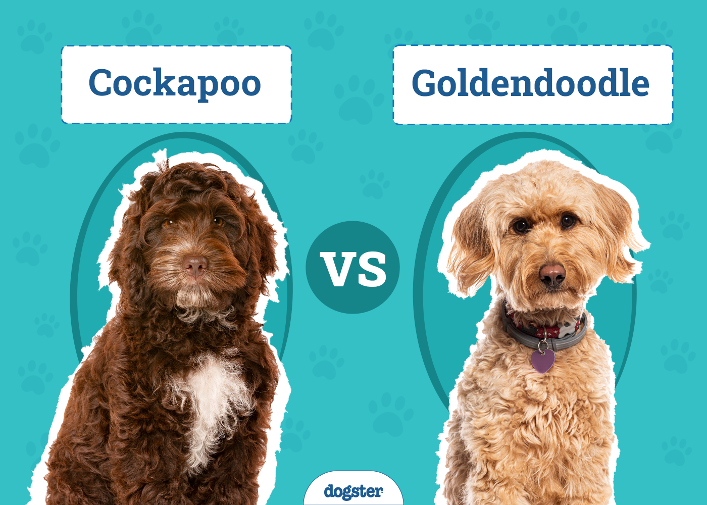 Cockapoo vs Goldendoodle