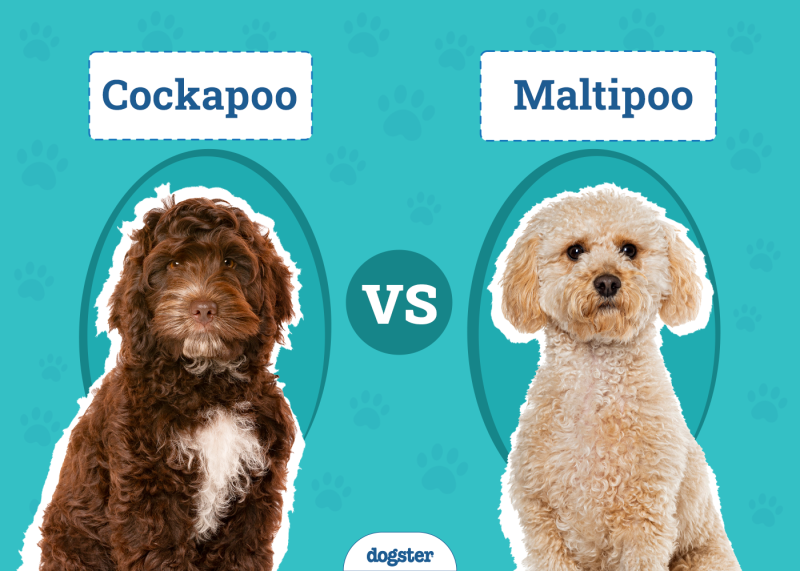 Cockapoo vs Maltipoo