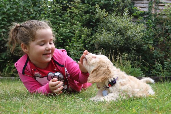 Mini Cockapoo: Info, Pictures, Care Guide & More – Dogster