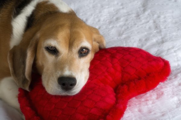 Beagle and Heart-Shaped Pillow