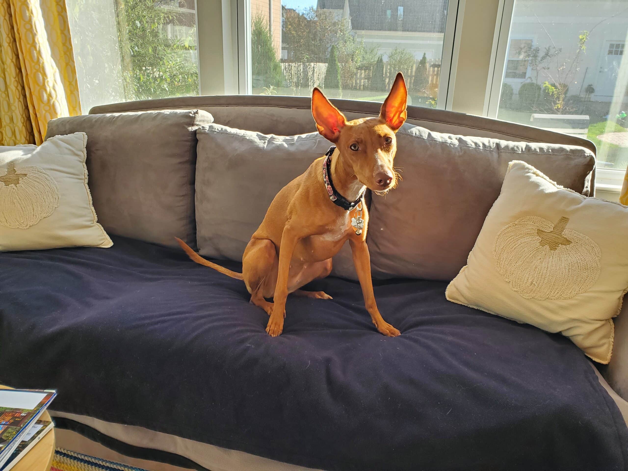 4 Great Couch Covers For Dogs Dogster
