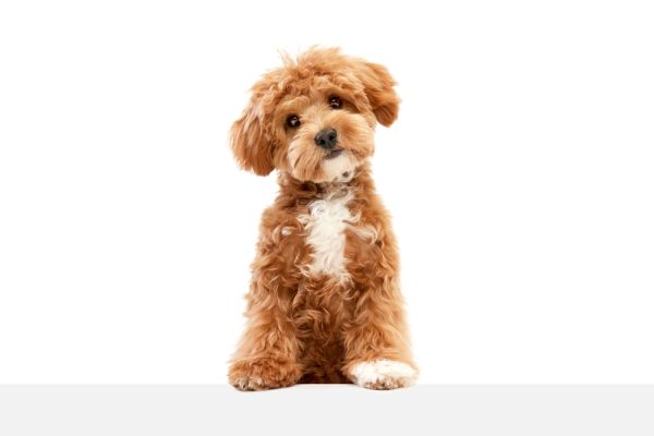 Cute Maltipoo isolated on white background