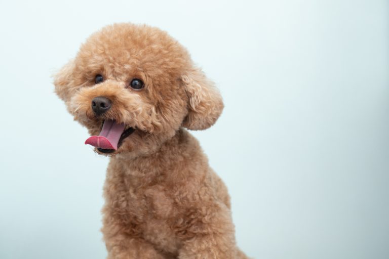 How Long Do Toy Poodles Live? Average Lifespan, Data & Care (Vet