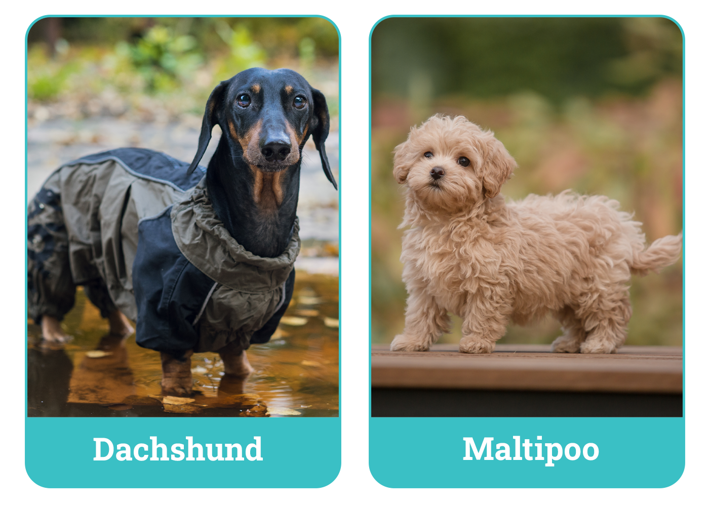 Dachshund vs. Maltipoo