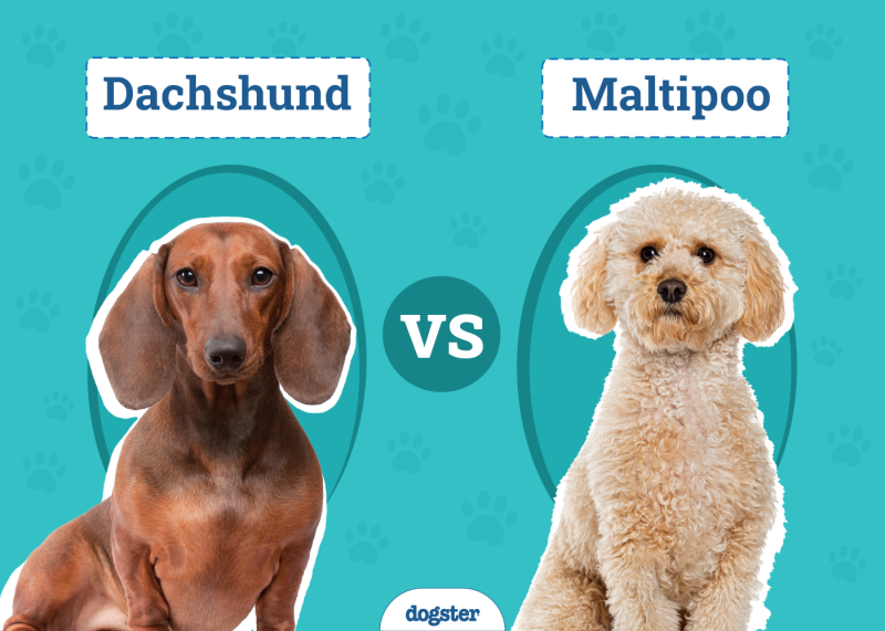 Dachshund vs. Maltipoo