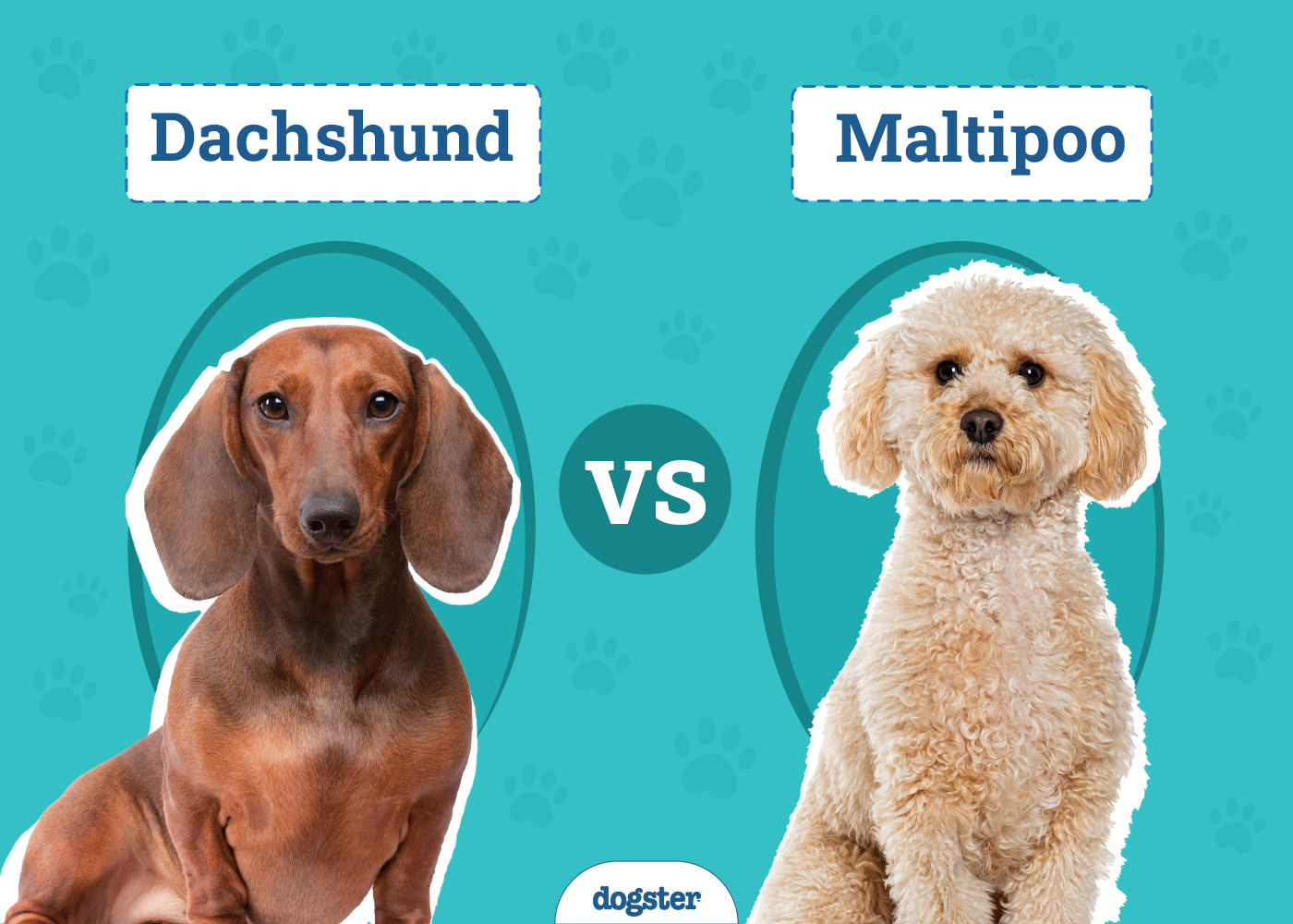 Dachshund vs. Maltipoo