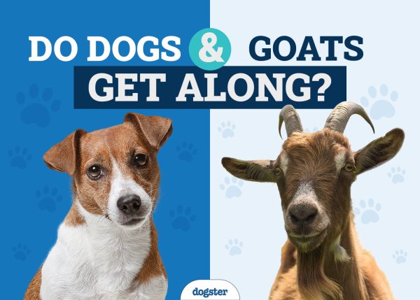 Do Dogs and Goats Get Along