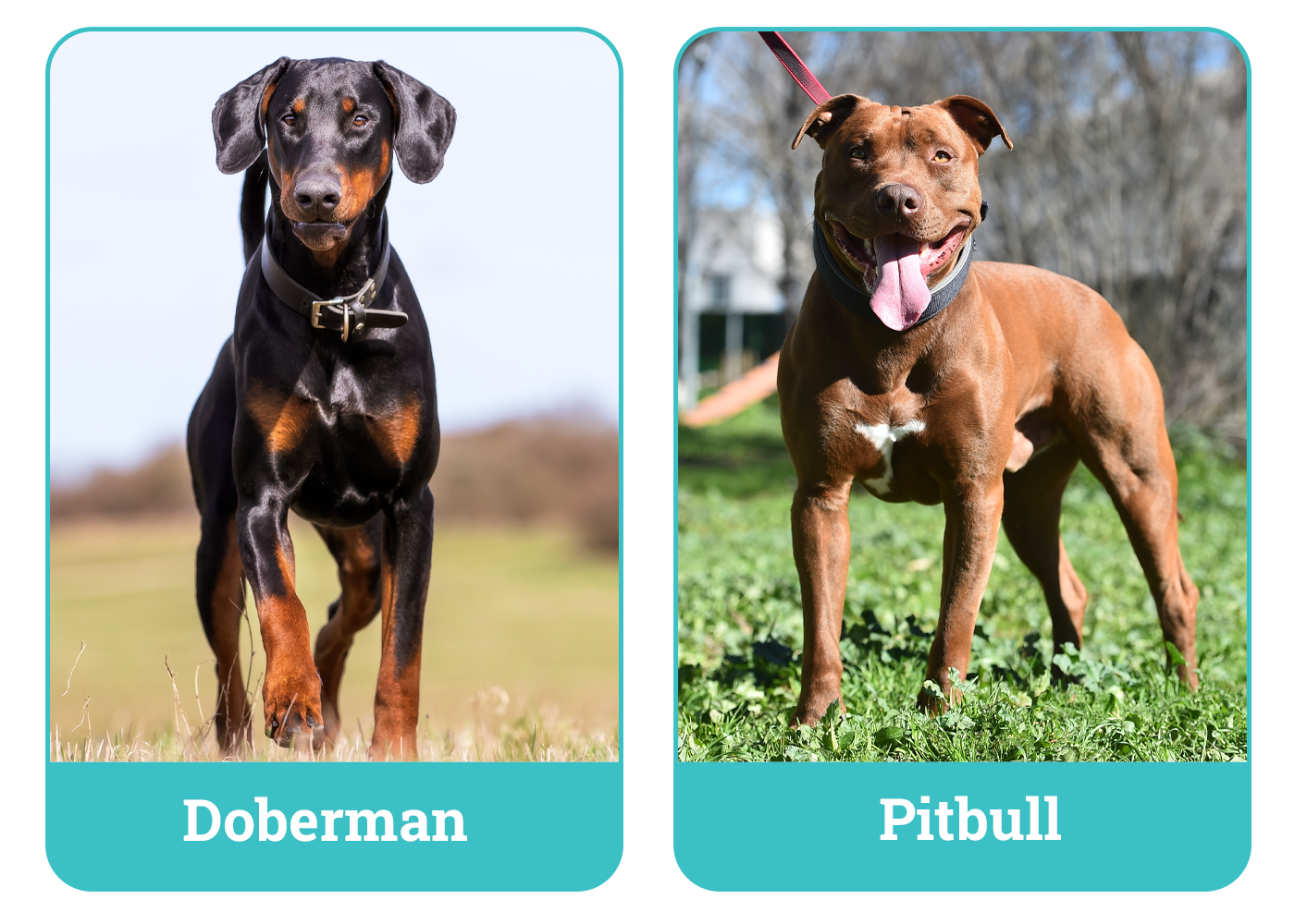 Doberman vs Pitbull