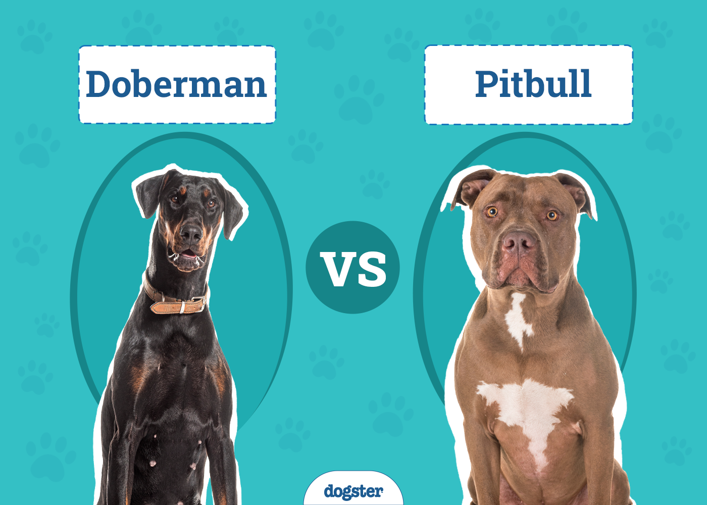 Doberman vs Pitbull