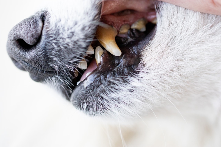 Dogs have problems with oral cavity, limestone, gingivitis, tooth decay. bad teeth dog.